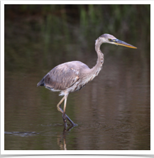 Great Blue Heron - Wading